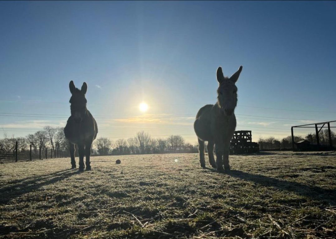 The Donkeys