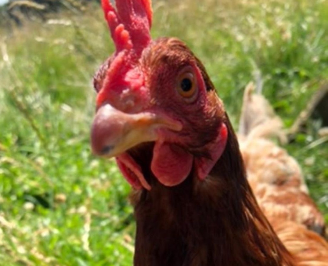 The Chickens