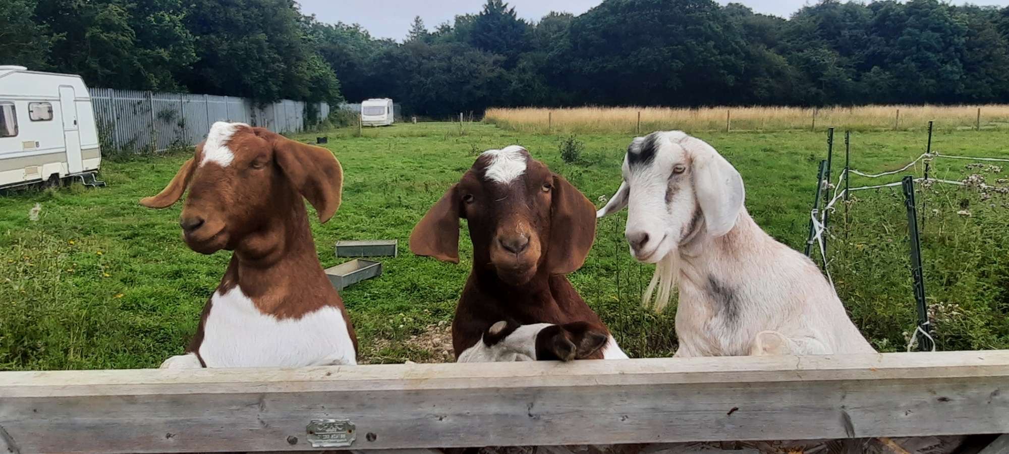 Our Goats