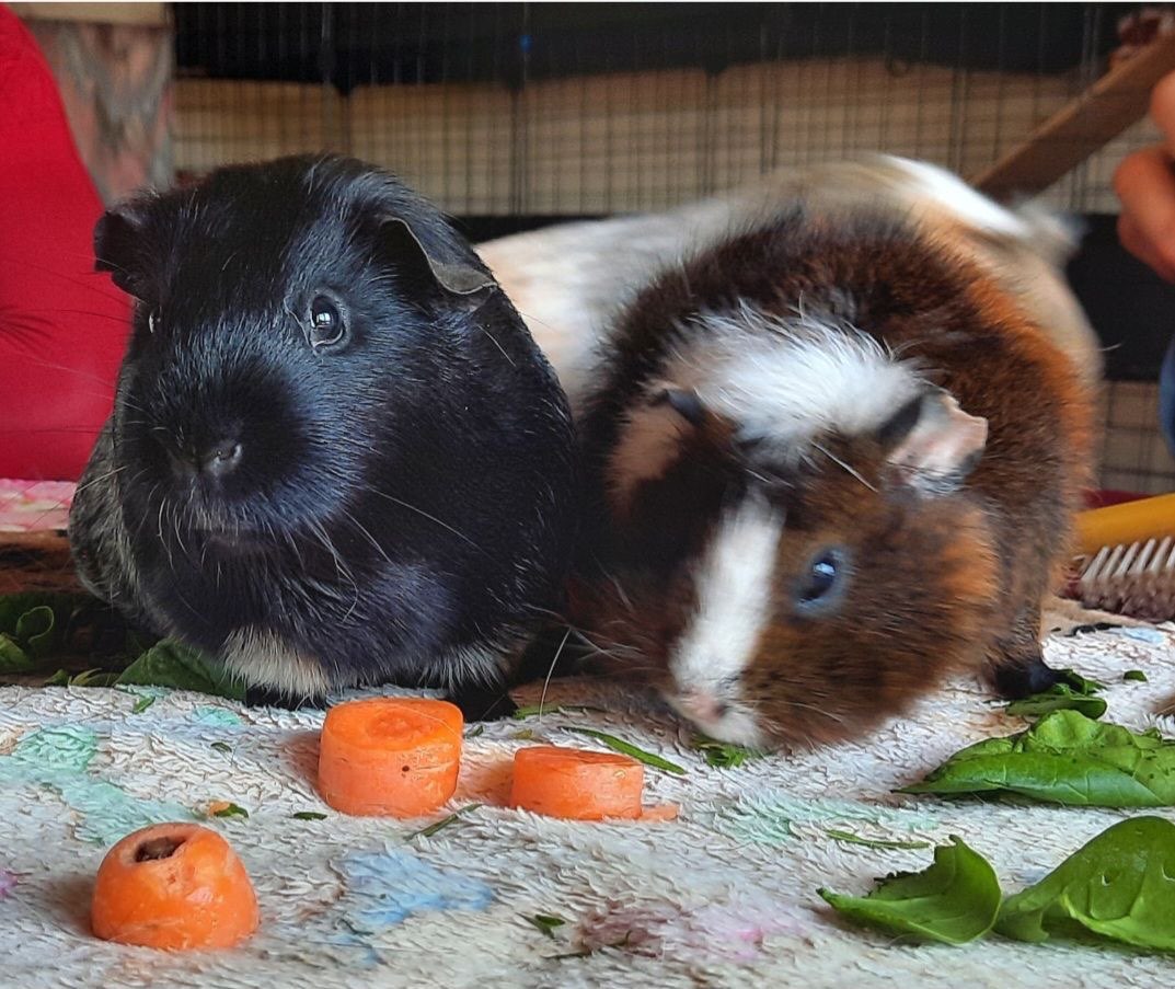 Guinea Pig Café